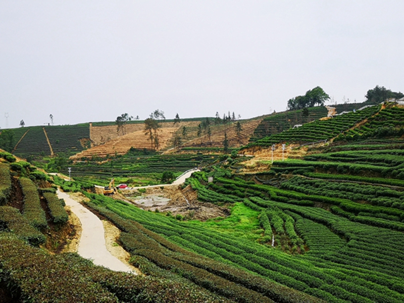 Okeyset solar energy monitoring camera for tea garden on the plateau of Emeishan, Sichuan
