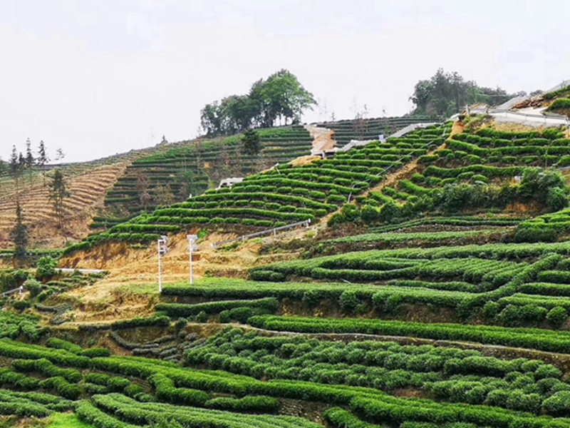 Okeyset solar energy monitoring camera for Sichuan Leshan traditional Chinese medicine base