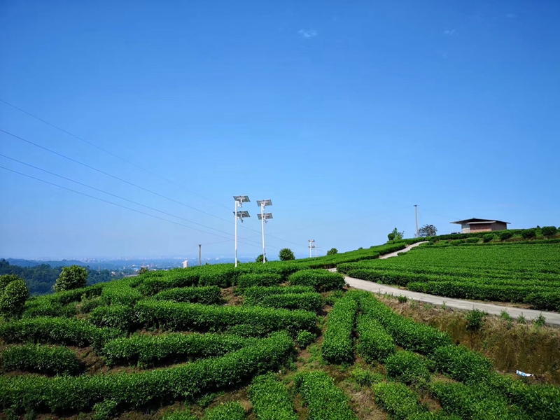 Okeyset solar energy monitoring camera for Sichuan Leshan traditional Chinese medicine base